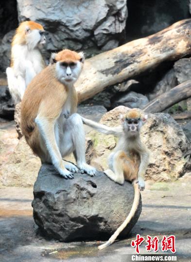 ���ĸ�����Ұ����ֲ���գ����������˵�������ͼ��