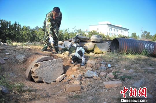 中国西南地区搜救犬昆明集训磨练“十八般武艺”
