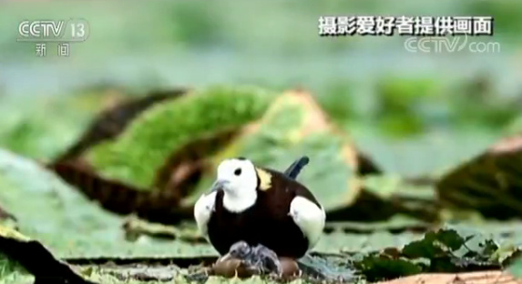 摄影爱好者记录水雉孵化过程