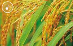 早安海峡:1149.02公斤!袁隆平团队超级杂交稻亩产创世界纪录