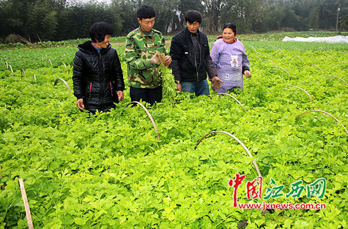 1月6日,遂川县于田镇中洲村的“田秀才”郭利华在田间给乡亲传授管理种菜技术。据悉,该县200多名“田秀才”“土专家”,利用农闲时节走村串户,深入田间地头,为乡亲进行现场技术指导。通讯员
