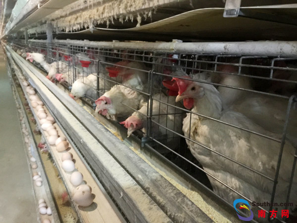 图为贵州省毕节市七星关区撒拉溪镇兴隆村村民的养鸡场 南方网 王瑭琳 摄 图为贵州省毕节市七星关区撒拉溪镇兴隆村村民的养鸡场 南方网 王瑭琳 摄