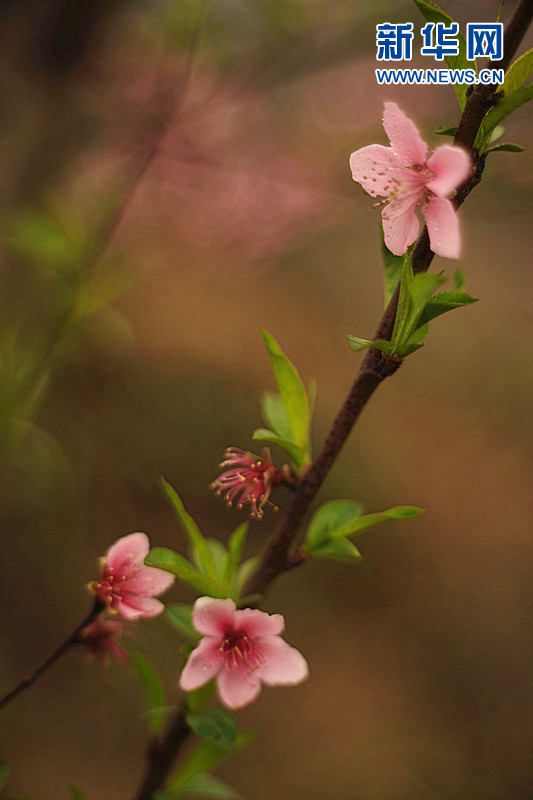 ������ý����ת�ģ�������� ����üɽ�ߵ�Զ�����һ�