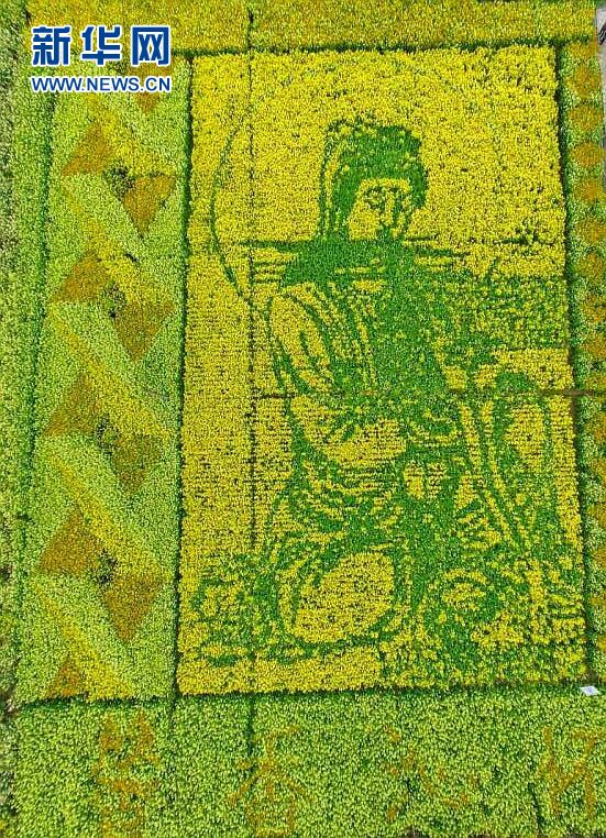 (网络媒体走转改)德阳什邡油菜花田现仙女图 (网络媒体走转改)德阳什邡油菜花田现仙女图