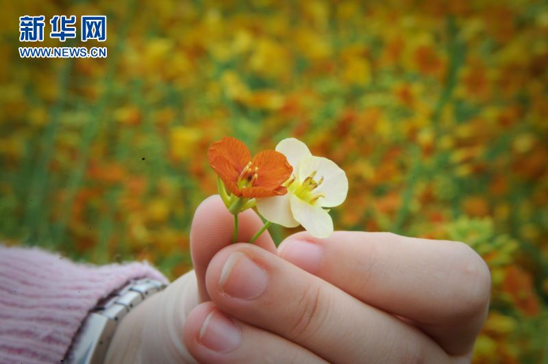 (网络媒体走转改)德阳什邡油菜花田现仙女图 (网络媒体走转改)德阳什邡油菜花田现仙女图