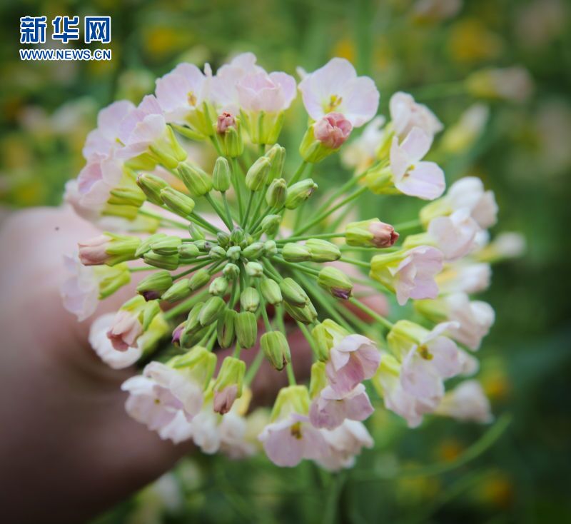 (网络媒体走转改)德阳什邡油菜花田现仙女图 (网络媒体走转改)德阳什邡油菜花田现仙女图