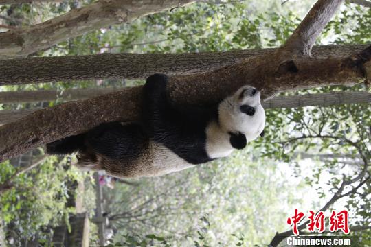 中央赠澳门大熊猫娅林蜀蓉选定