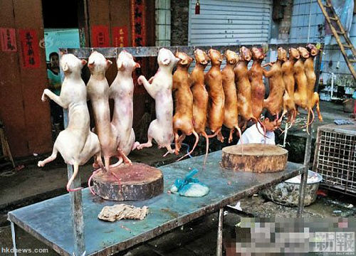 ��ý:�ڵ�ÿ�걻ʳ�õĹ��ﵽ1000��ֻ