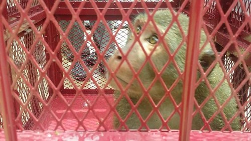 ��ֻ�������ӡ�����۱�����͵���һֻ���ܣ�ͼ��