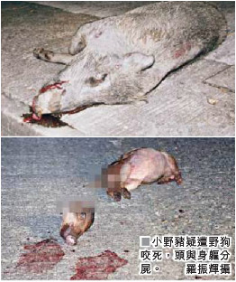 野猪母子下山觅食惨死 一吐血亡一被分尸(图)