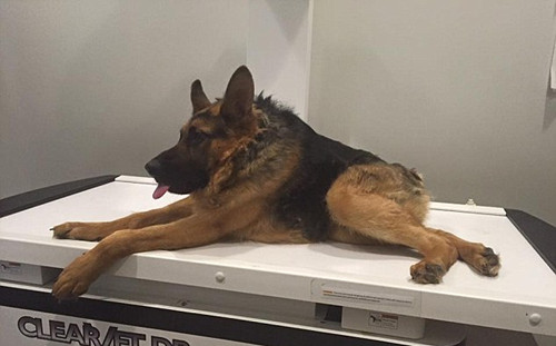 �����޲�����Ȯ�����ߺ������ٵ������ˣ���ͼ��