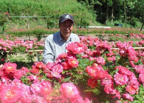 野边保雄为鼓励患癌妻子而种下1万朵玫瑰。至今年春天,玫瑰首次绽放。