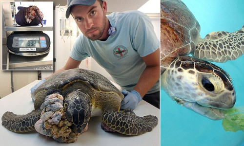 美国绿海龟脸颊长巨瘤接受切除手术逐渐康复(图)