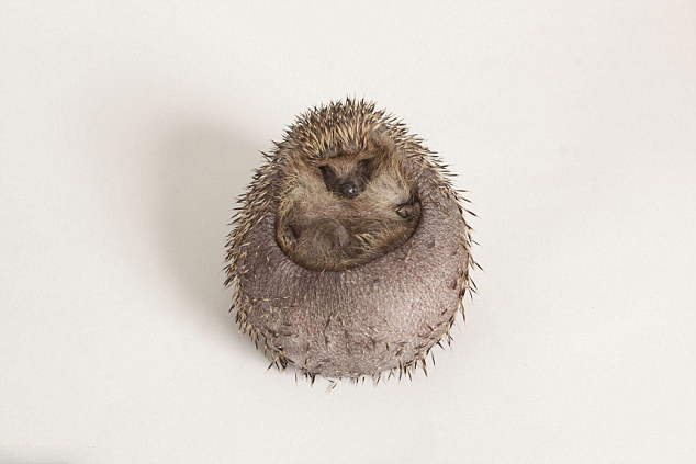 Ӣ����⬳Գ��ֶ� ��������ͨ���������ǿ�Ƽ���