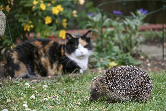 Ӣ����⬳Գ��ֶ� ��������ͨ���������ǿ�Ƽ���