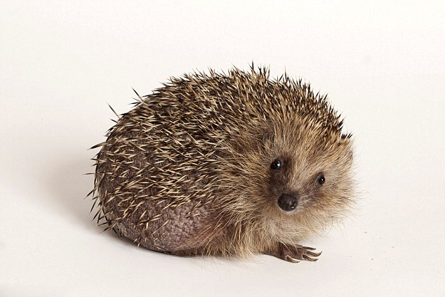 Ӣ����⬳Գ��ֶ� ��������ͨ���������ǿ�Ƽ���