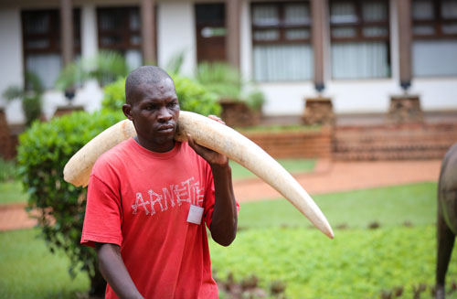 英媒:东亚犯罪团伙操控非洲象牙走私成全球挑战 英媒:东亚犯罪团伙操控非洲象牙走私成全球挑战