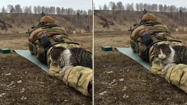 俄猫咪现身射击训练场地 镇定自若引发议论 俄猫咪现身射击训练场地 镇定自若引发议论