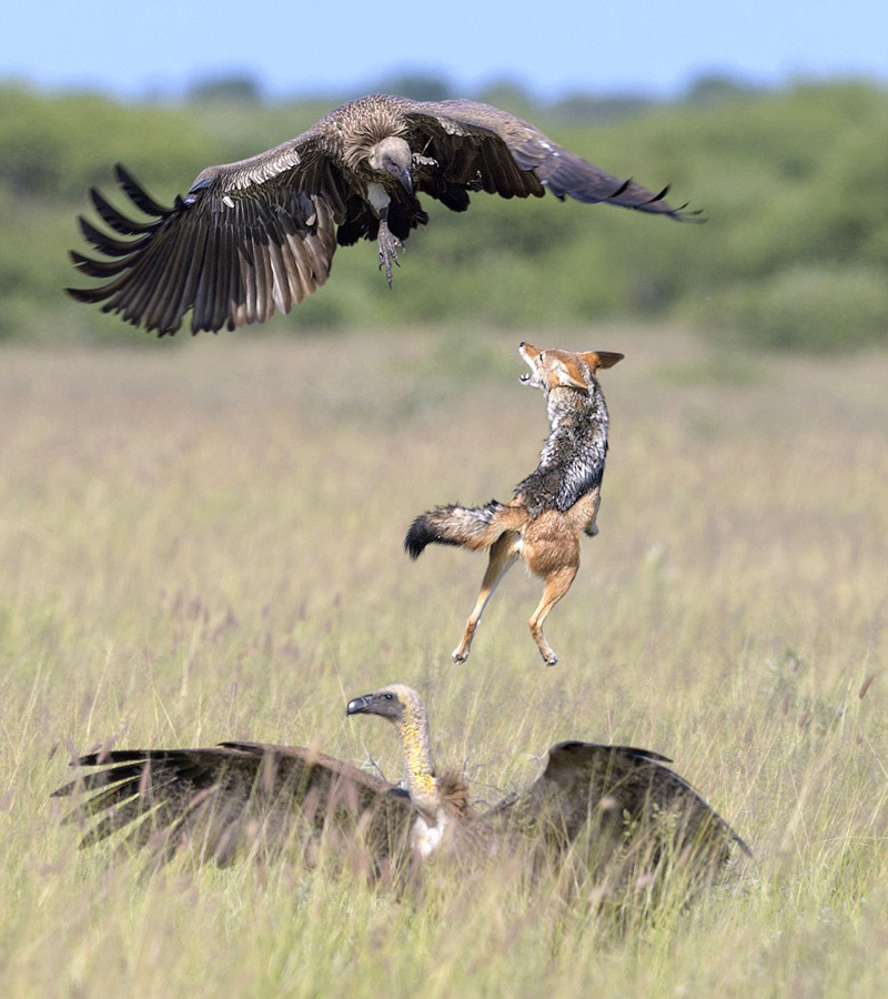 �����������ݲ���ͺӥ��ս ���Ŵ̼�