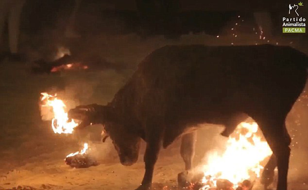 西班牙动物保护组织呼吁取缔残忍“公牛节” 西班牙动物保护组织呼吁取缔残忍“公牛节”