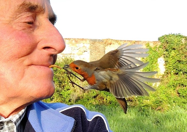 英老人与鸟类亲密无间被称“鸟人” 可用嘴喂食 英老人与鸟类亲密无间被称“鸟人” 可用嘴喂食