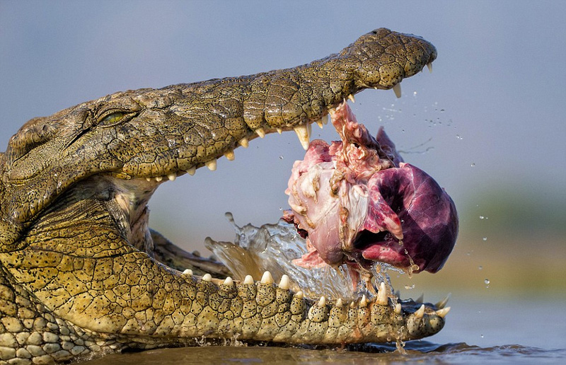野生动物摄影 野生动物摄影