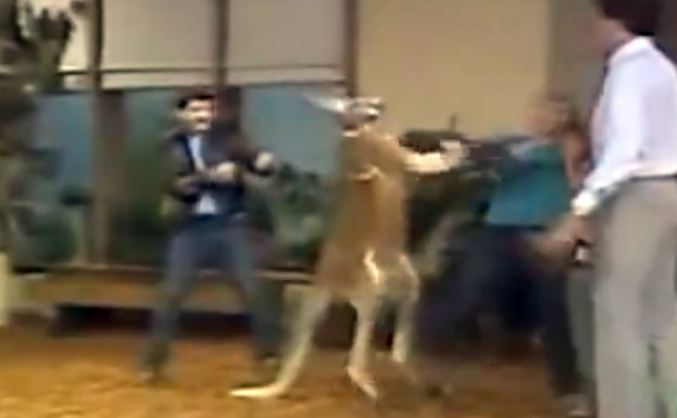 ���ǵ��ϴ���ֻ����ʺ�ٴ��ɵĴ����������ֻ����Ϊ�����������������ϣ����ȭ���֣�һȭKO���ࡣ