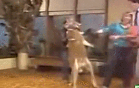 �����ȭ����һȭKO����