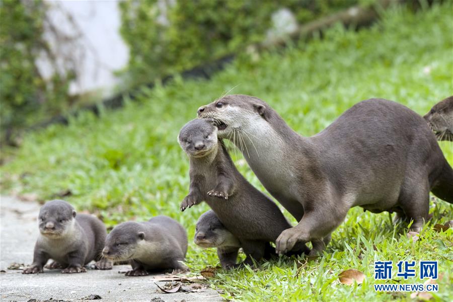 �����ʣ���1��Ұ����̡С���������¼���