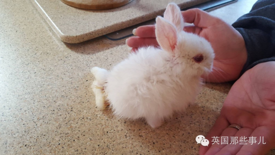 ũ���һֻ̱��С��ֽ��û���������������ӵ�