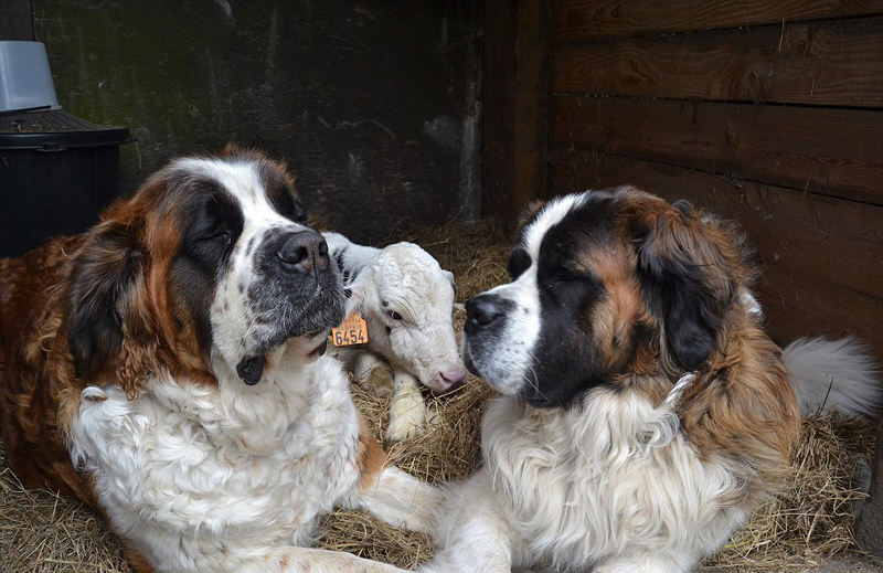 ů��!����ʱũ��ʥ����Ȯ��������ɥĸС���