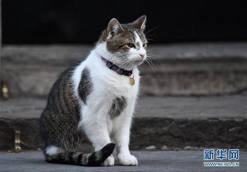 资料图:英国“第一猫”拉里。