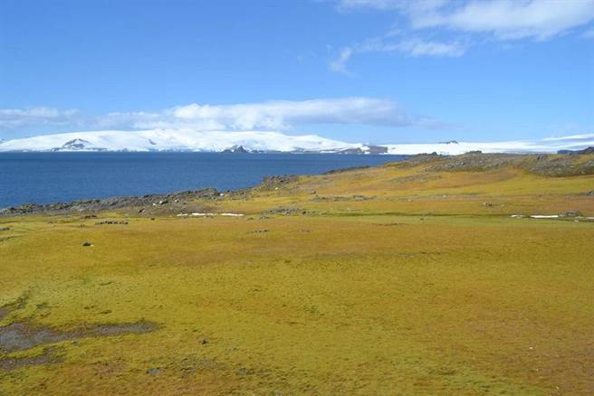 全球气候暖化太明显 南极竟出现绿色苔原