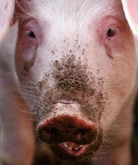 28岁女拿“剁肉大刀”砍83岁男友头颅 潇洒抛猪圈喂食! 28岁女拿“剁肉大刀”砍83岁男友头颅 潇洒抛猪圈喂食!