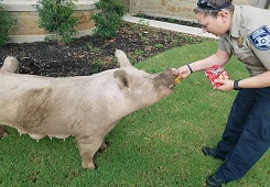 �Ի��޵У�������С���ѵ���Ƭ�ջ�ԹԻؼ�