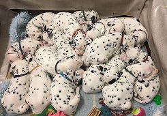 ��ǿ�����裡�İߵ㹷��18�̴��Ƽ�¼