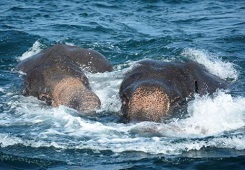 ��ͷ���״���ˮ����������һ�� ������Ӫ��