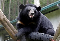 ��һ���ӿ�ǹΪ�������� ��ɱ��������һ��