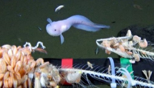 ���Ŷ��ĵ�ˮ��8178�׺��� ˢ���������ȼ�¼