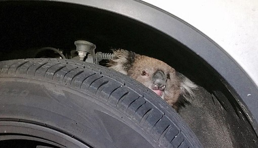 Ƥë���ս��ˣ����������ָ�����ʻ16����