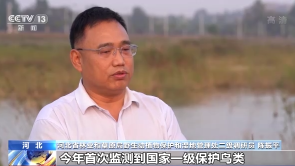 世界候鸟日丨我国生态环境持续改善 吸引候鸟驻足“加油”