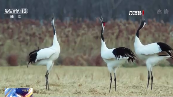 世界候鸟日丨我国生态环境持续改善 吸引候鸟驻足“加油”