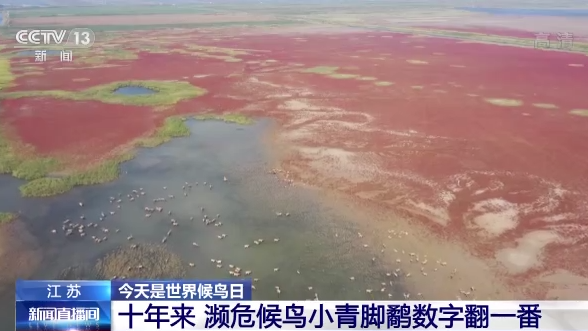 世界候鸟日丨我国生态环境持续改善 吸引候鸟驻足“加油”