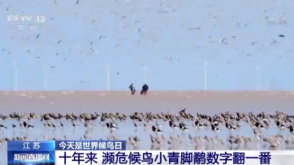 世界候鸟日丨我国生态环境持续改善 吸引候鸟驻足“加油”