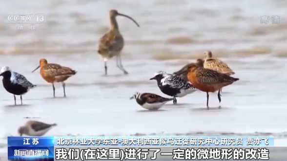 世界候鸟日丨我国生态环境持续改善 吸引候鸟驻足“加油”