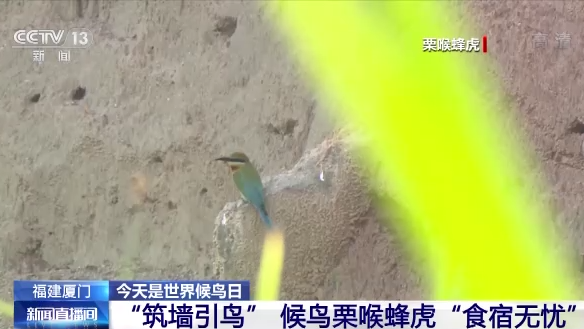 世界候鸟日丨我国生态环境持续改善 吸引候鸟驻足“加油”