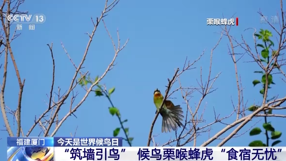 世界候鸟日丨我国生态环境持续改善 吸引候鸟驻足“加油”