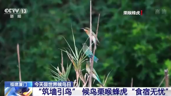 世界候鸟日丨我国生态环境持续改善 吸引候鸟驻足“加油”