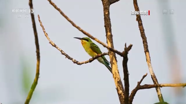 世界候鸟日丨我国生态环境持续改善 吸引候鸟驻足“加油”