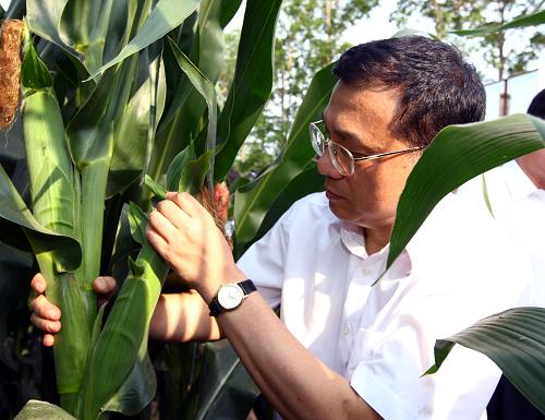 8月6日至9日,中共中央政治局常委、国务院副总理李克强在黑龙江考察。这是8月6日,李克强在位于三江平原的农垦红兴隆分局友谊农场察看万亩玉米高产示范区,了解庄稼长势。新华社记者 兰红光 摄